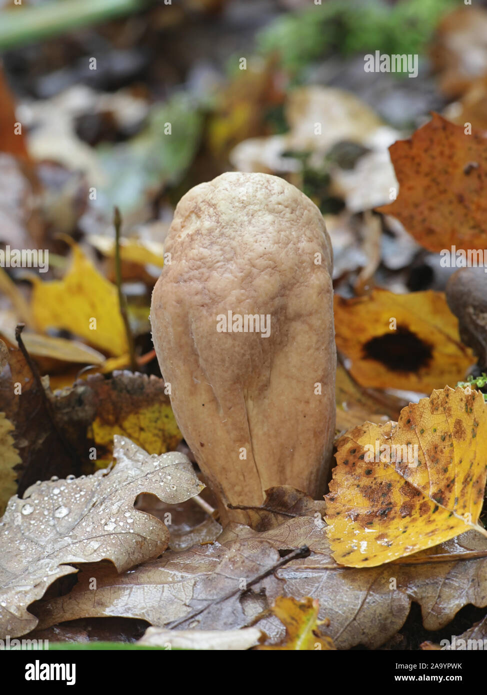Clavariadelphus pistillaris, connu sous le nom de Club géant champignon Banque D'Images Clavariadelphus pistillaris, connu sous le nom de Club géant champignon Banque D'Images
