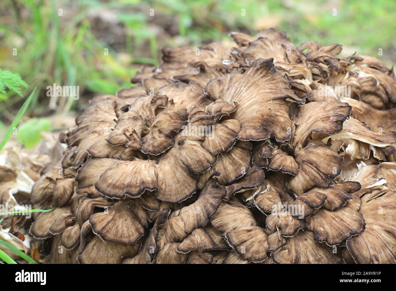 Grifola frondosa, connu sous le nom de maitake, poule des bois, ram's head et tête de mouton, widl champignon comestible à propriétés médicinales Banque D'Images