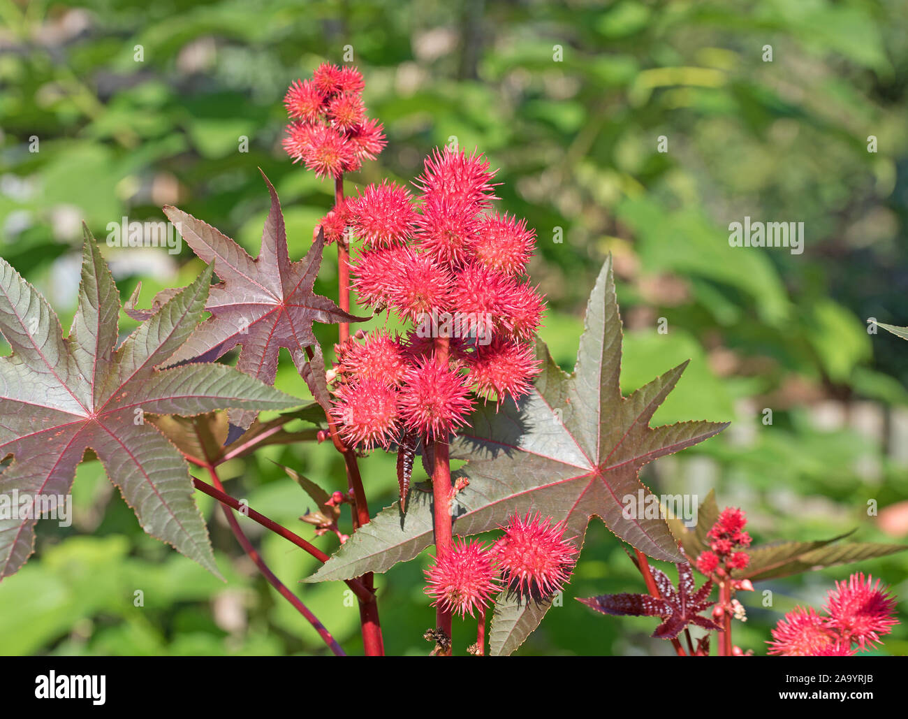 Arbre généalogique de ricin, Ricinus communis, avec des fruits Photo ...