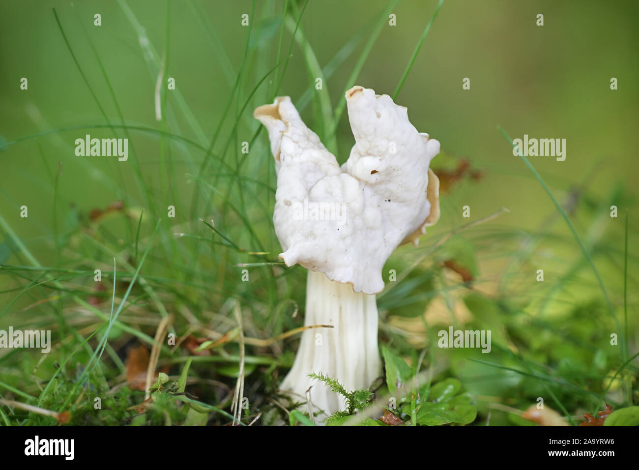 Helvella crispa, connu sous le nom de White Saddle, elfin saddle ou helvel commun, champignons comestibles sauvages de Finlande Banque D'Images