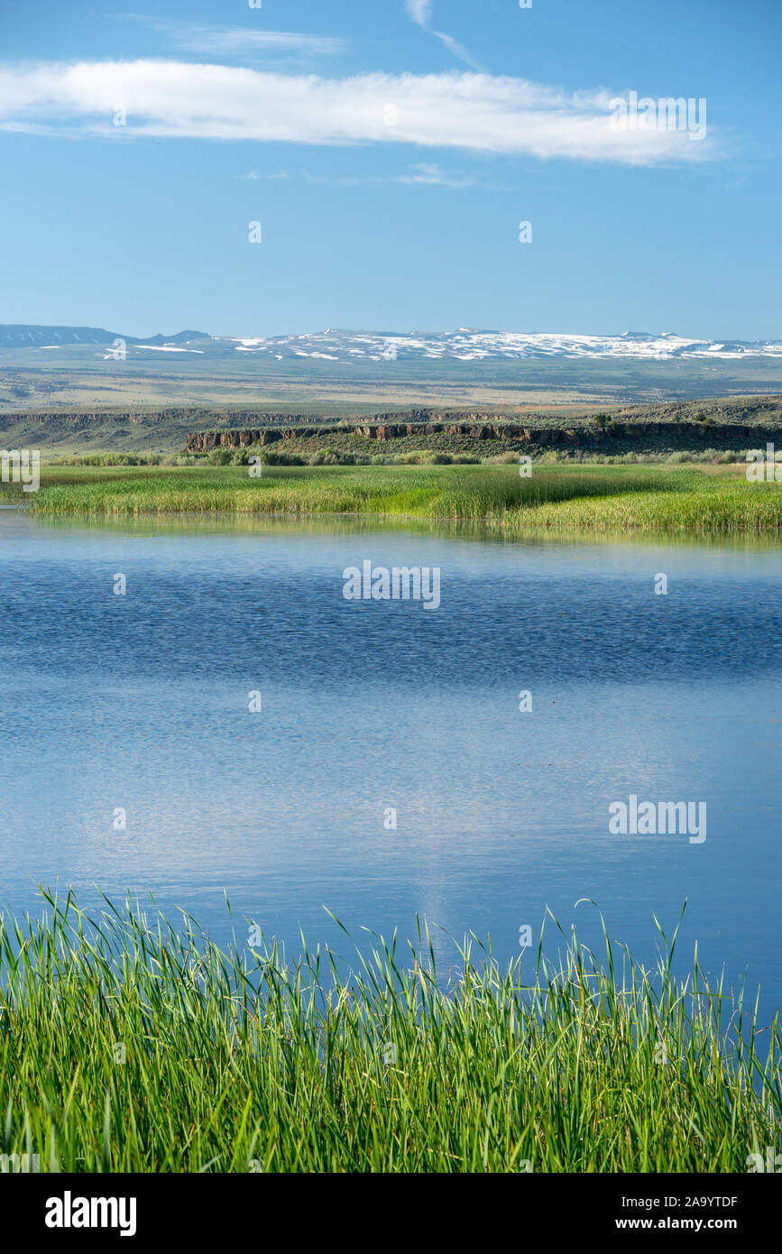 Buena Vista Mare, Malheur National Wildlife Refuge, de l'Oregon. Banque D'Images
