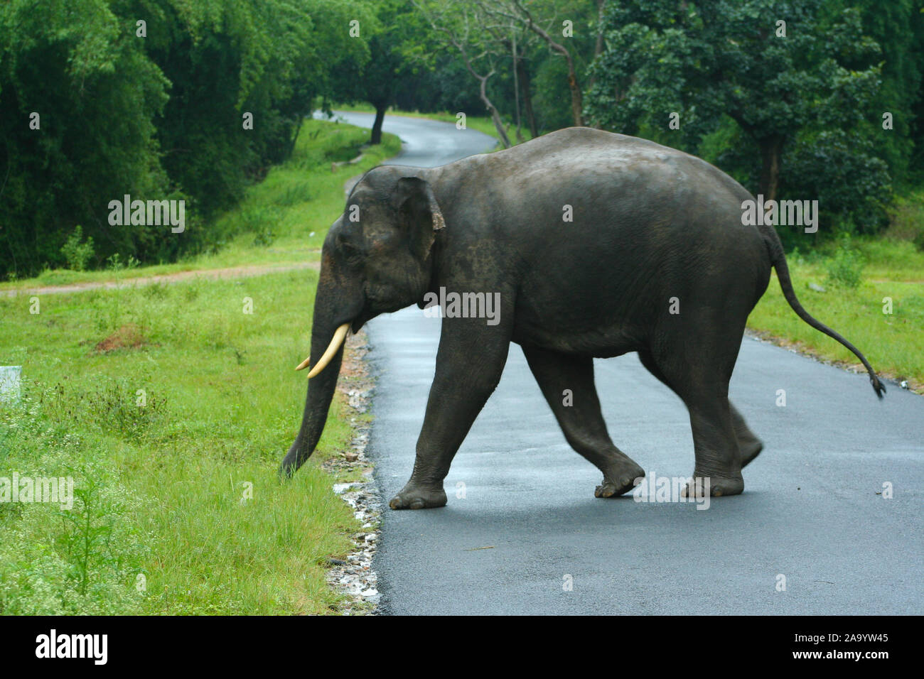 Bébé éléphant traverser la route qui traverse le parc national de Bandipur (Inde) Banque D'Images