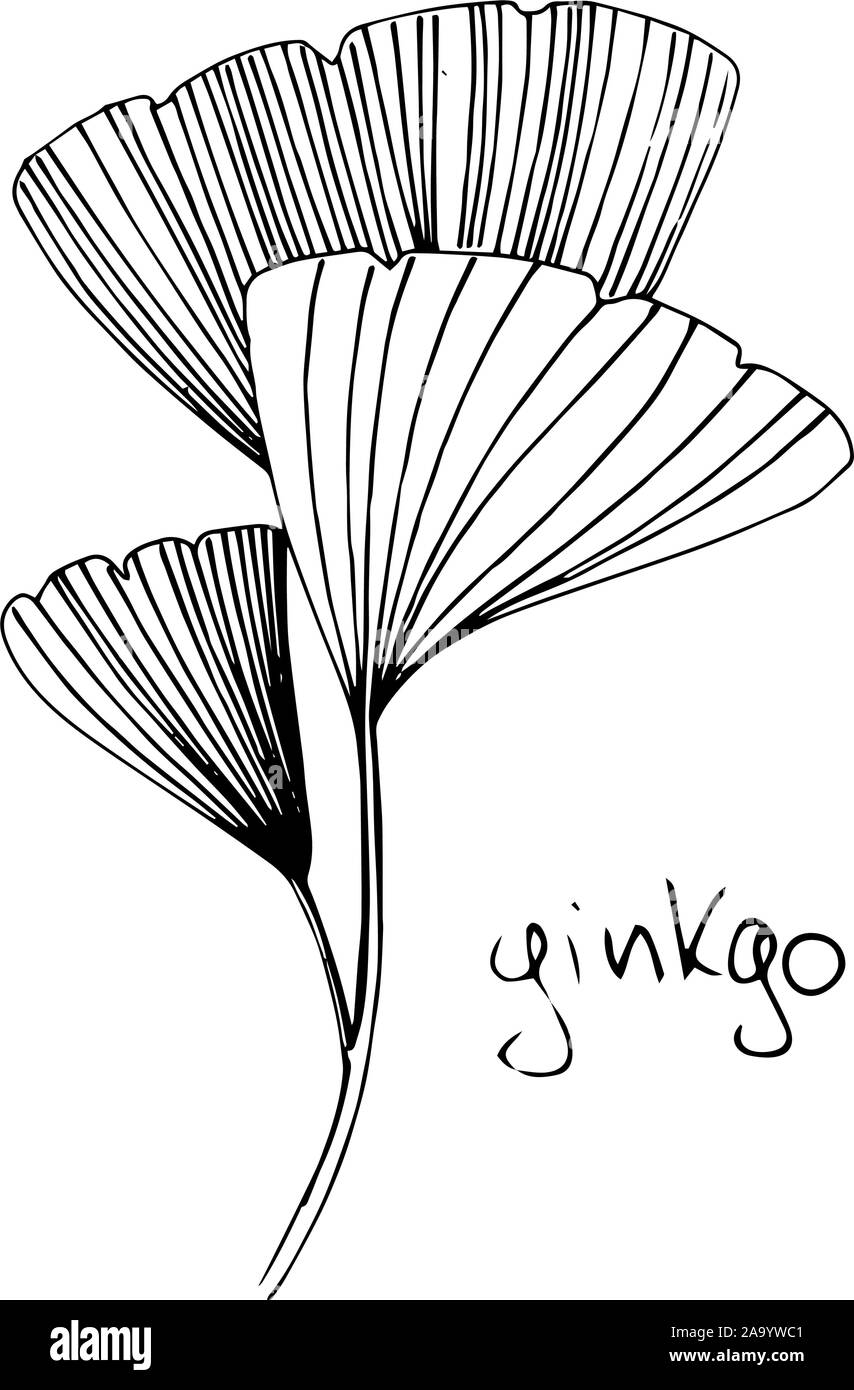 Vector floral à base de feuillage. L'encre noir et blanc gravé de fines herbes de l'élément isolé art illustration. Illustration de Vecteur