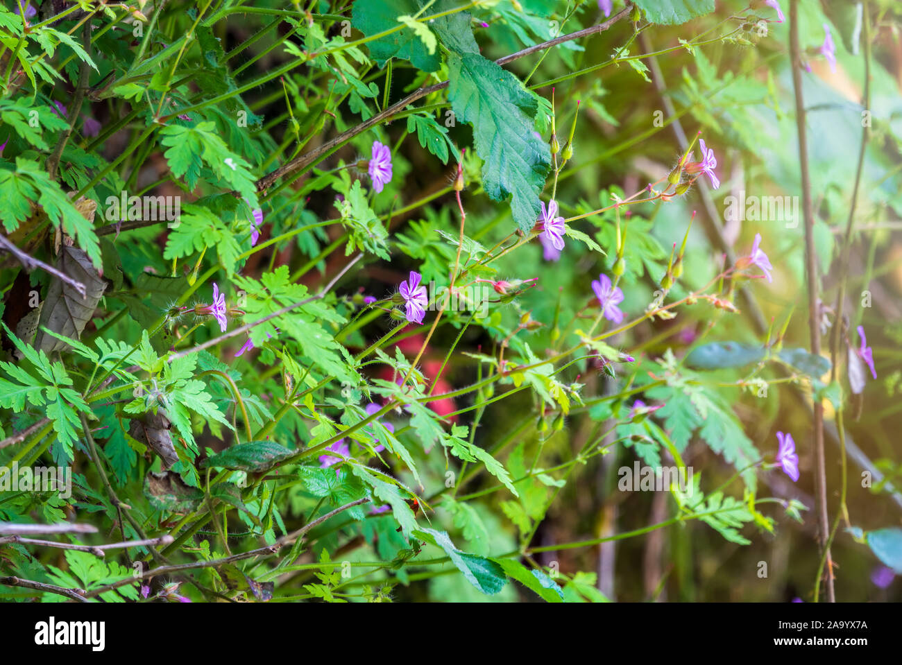 Belle forêt sauvage mauve fleur. Geranium robertianum, ou herb-Robert, red  robin, la mort venir rapidement, storksbill squinter, puant, Bob-pip, Crow  Photo Stock - Alamy