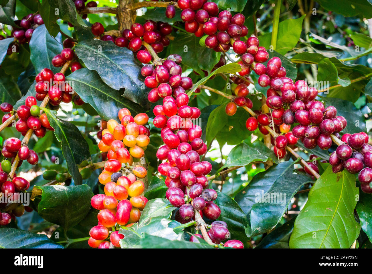 Les grains de café sur les arbres. Banque D'Images