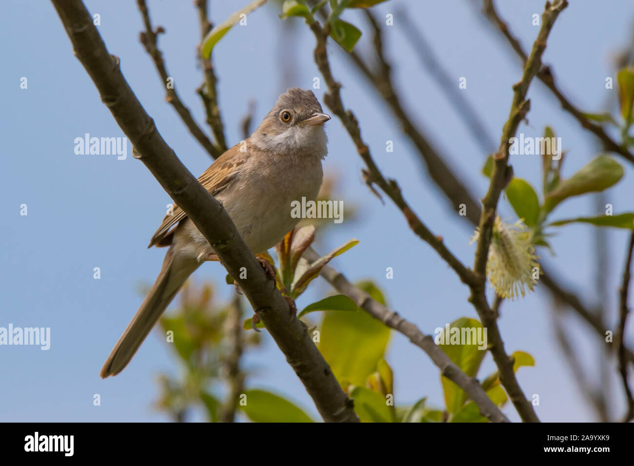 Angle bas, vue rapprochée de l'avant de l'oiseau blanc britannique (Sylvia communis) sauvage isolé à l'extérieur, perçant sur une branche sous le soleil d'été. Banque D'Images