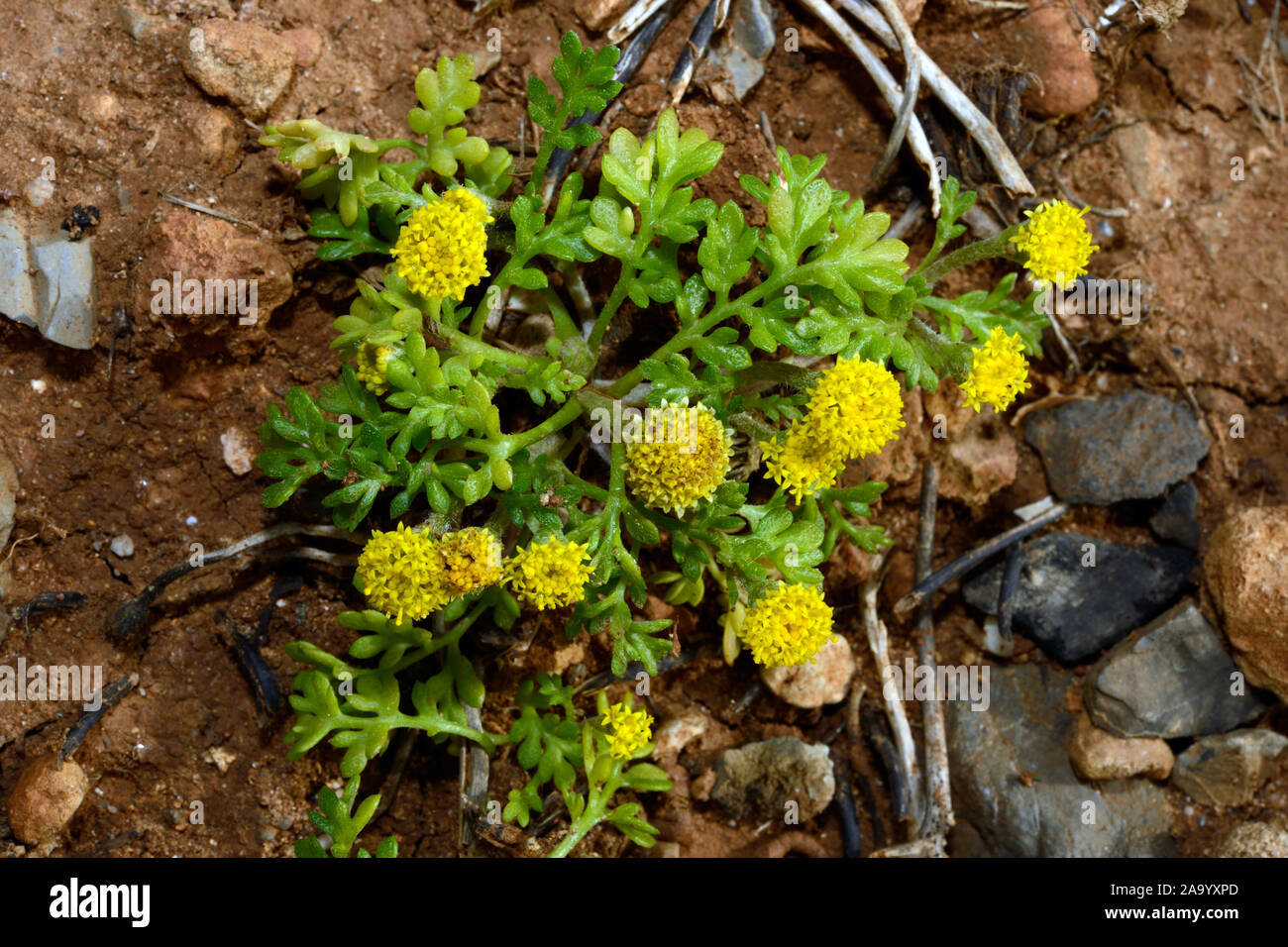 Anthemis rigida (Lasthénie glabre camomille) est originaire de Chypre, les îles de l'Égée, Grèce, Crète, de la Sicile et de la Turquie. Elle pousse dans les lieux rocheux et sablonneux. Banque D'Images
