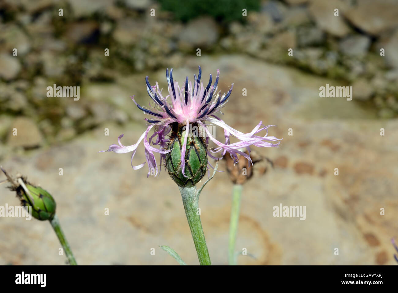 Centaurea achtarovii est une endémique bulgare trouvés seulement dans les montagnes de Pirin. Il est membre de la famille des Astéracées. Banque D'Images