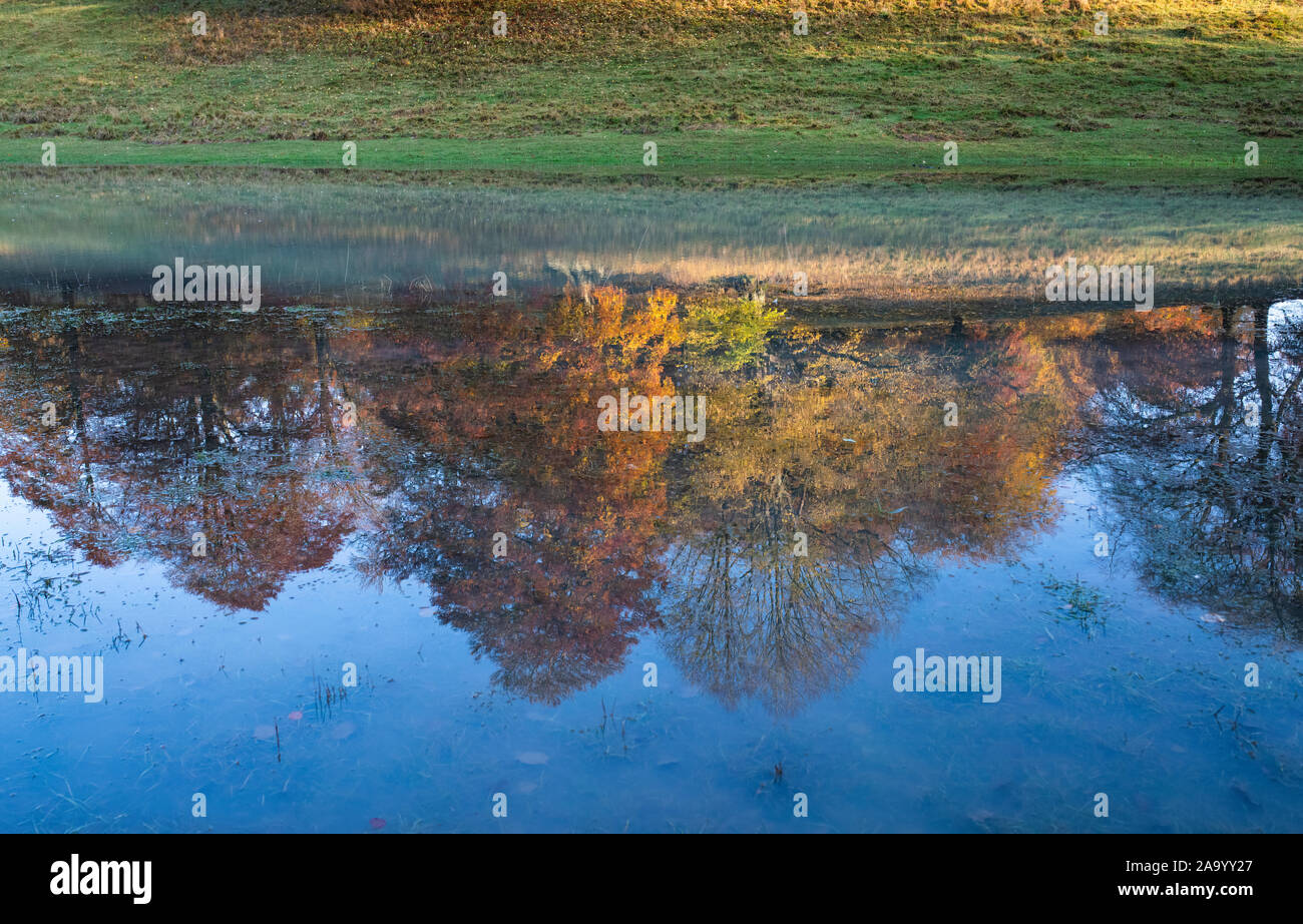 Fagus sylvatica. Automne hêtre arbres se reflétant dans les eaux d'inondation dans la lumière du soleil tôt le matin de l'automne. Parc de Blenheim, Oxfordshire, Angleterre Banque D'Images
