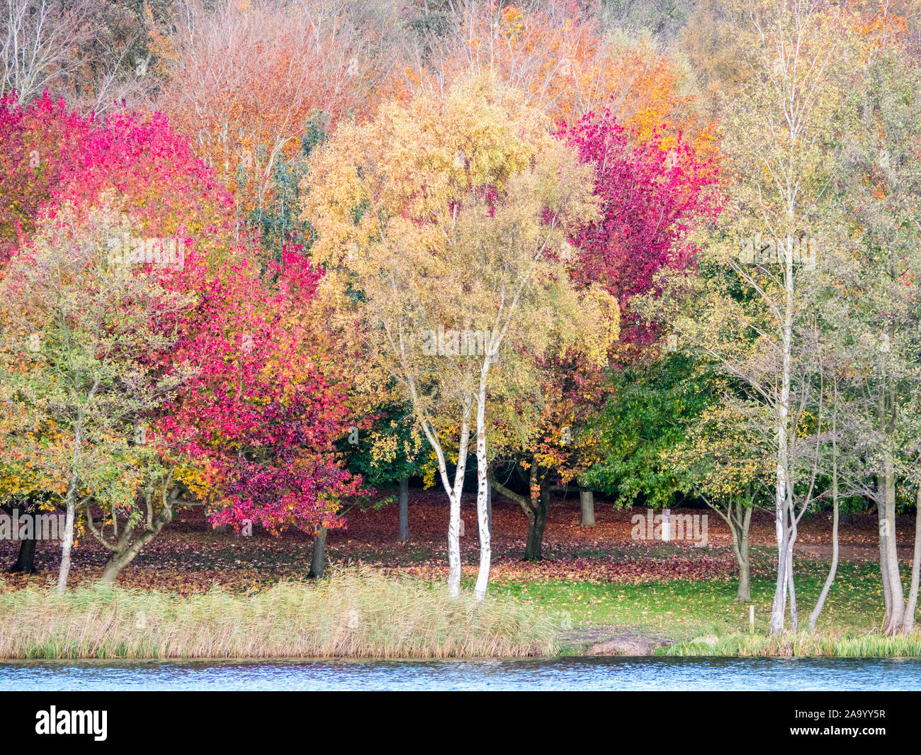Paysage d'automne, arbres au bord de l'eau Virginie, la Vallée des jardins, Windsor Great Park, Surrey, Angleterre, RU, FR. Banque D'Images
