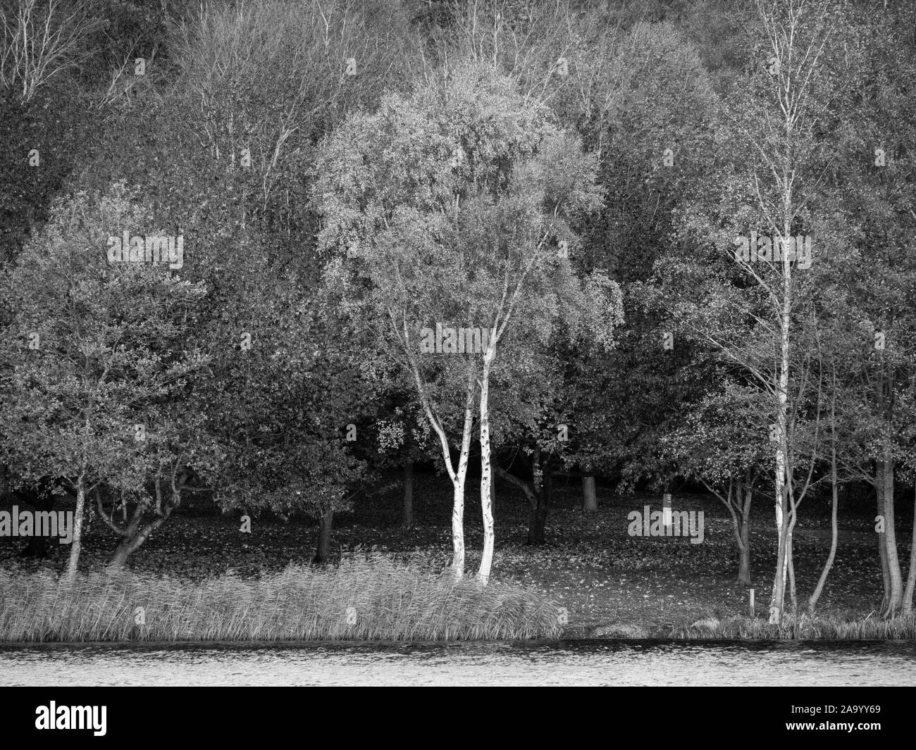 Le noir et blanc Arbre, paysage d'automne, arbres au bord de l'eau Virginie, la Vallée des jardins, Windsor Great Park, Surrey, Angleterre, RU, FR. Banque D'Images