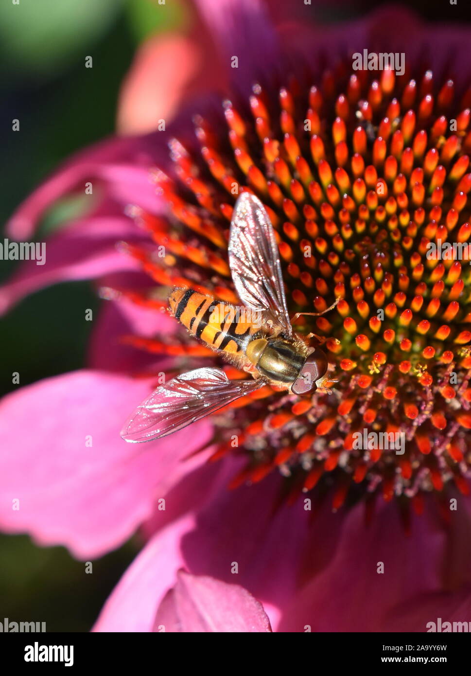 L'Episyrphus balteatus hoverfly assis dans un coneflower Banque D'Images