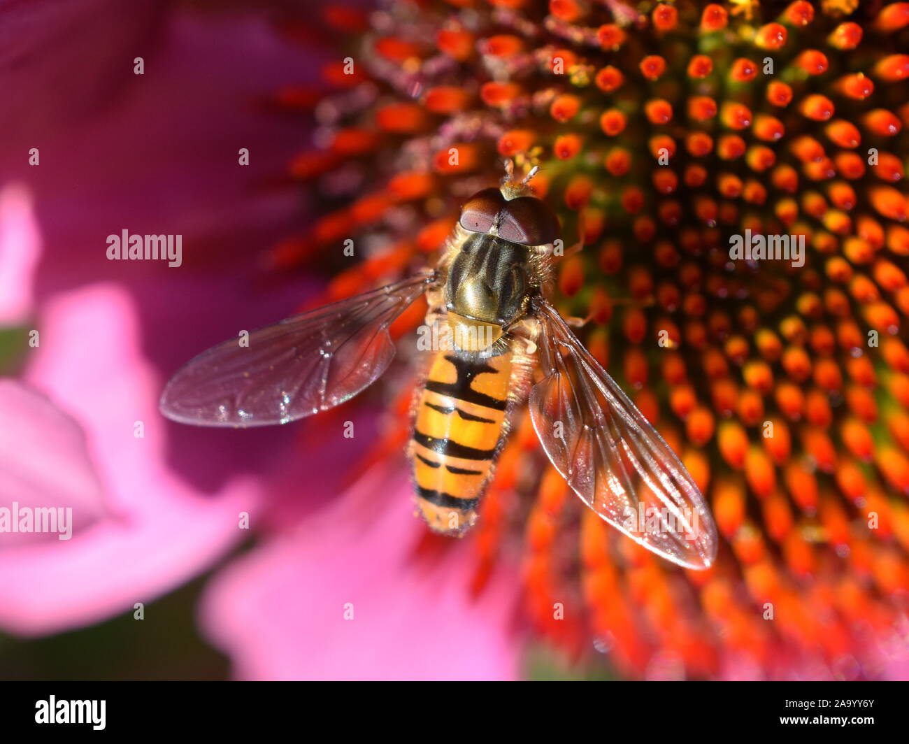 L'Episyrphus balteatus hoverfly assis dans un coneflower Banque D'Images