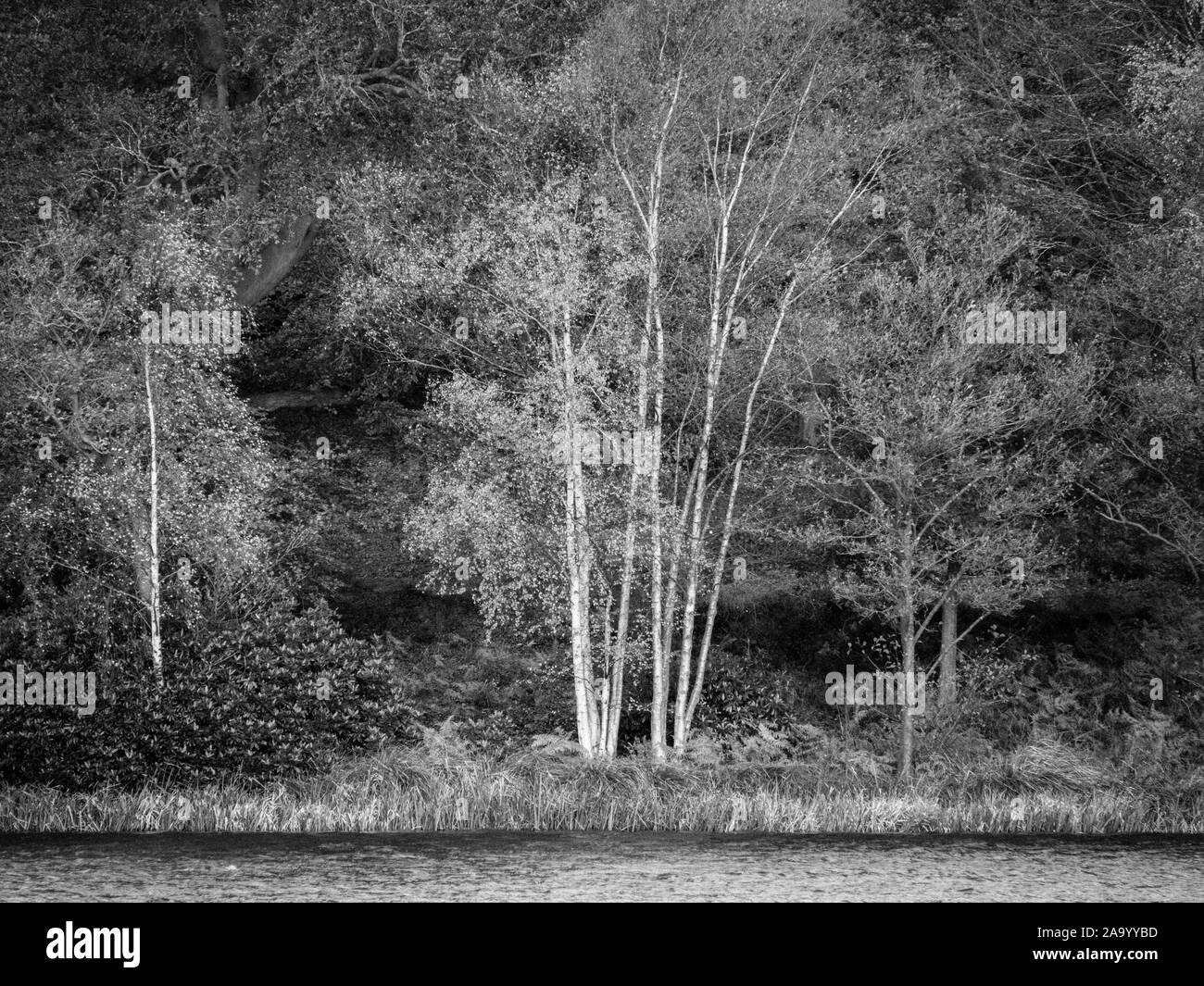Le noir et blanc Arbre, paysage d'automne, arbres au bord de l'eau Virginie, la Vallée des jardins, Windsor Great Park, Surrey, Angleterre, RU, FR. Banque D'Images