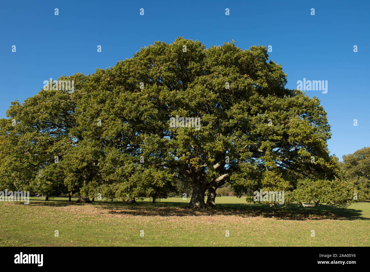 Feuillage d'un chêne pédonculé, chêne ou d'Arbre de chêne français (Quercus robur) avec un fond de ciel bleu lumineux dans un parc Banque D'Images