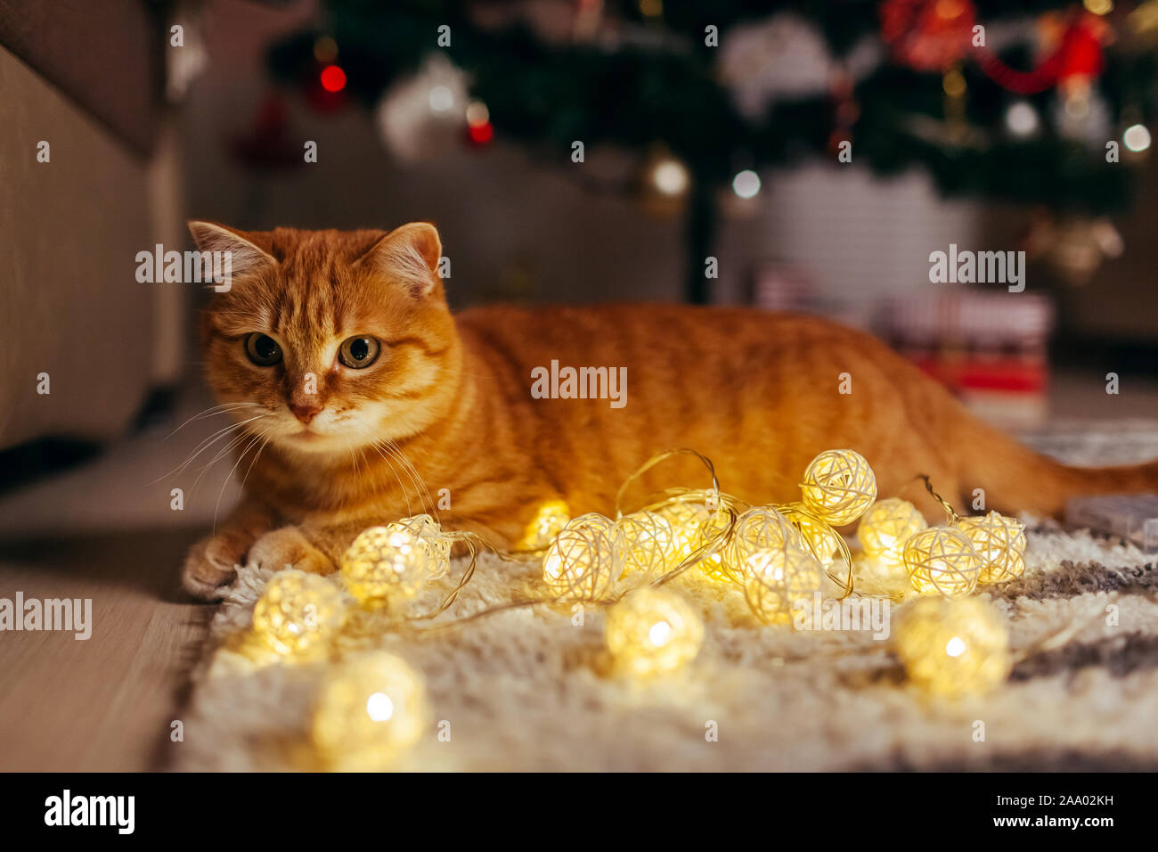 Le gingembre chat jouant avec guirlande en vertu de l'arbre de Noël. Noël et Nouvel an concept Banque D'Images