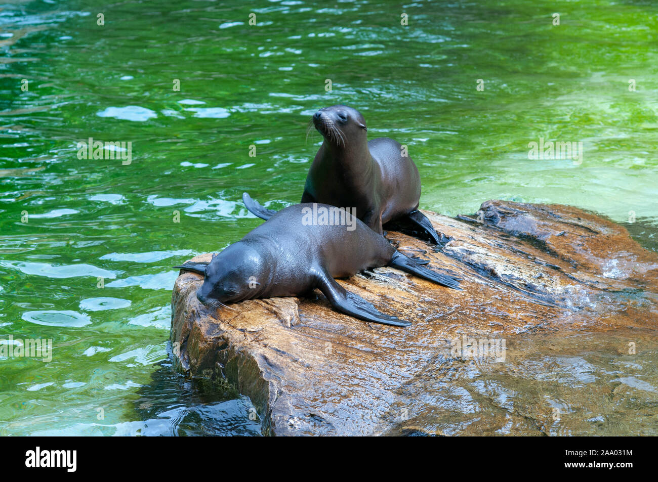 Les joints dans le zoo de Berlin / Le jardin zoologique de Berlin, Allemagne Banque D'Images