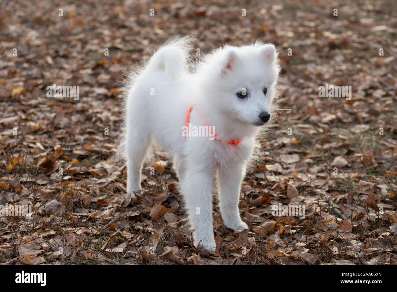 Japanese Spitz Puppy Banque D Image Et Photos Alamy