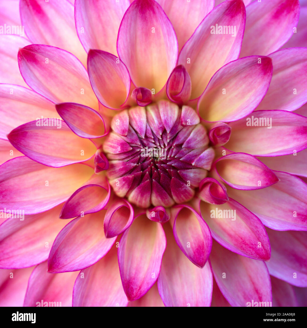 Gros plan de la tête de fleur Dahlia rose Banque D'Images