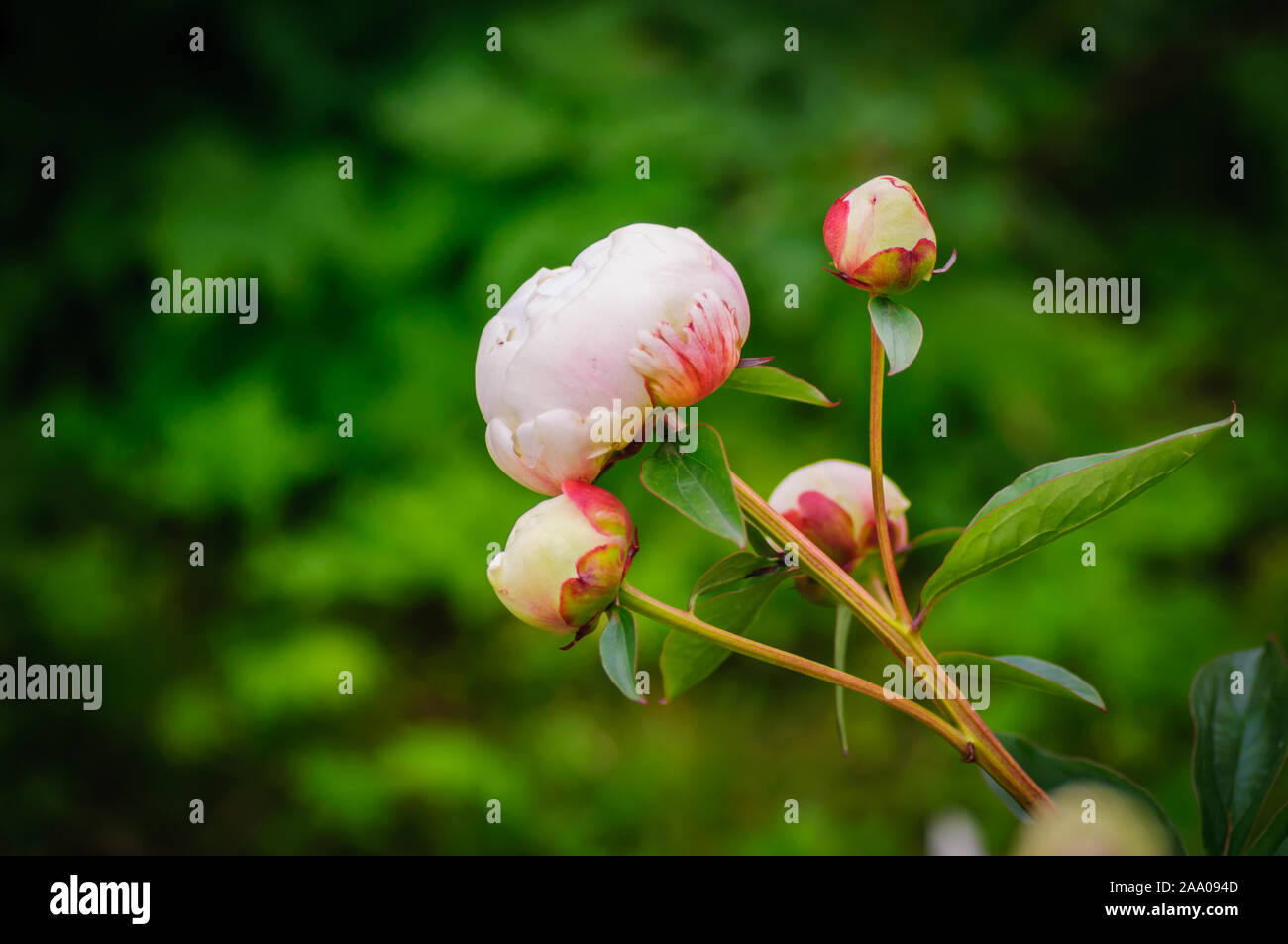 Boutons de pivoine arbustive. Gros bourgeons pivoine dans la saison du printemps. Banque D'Images
