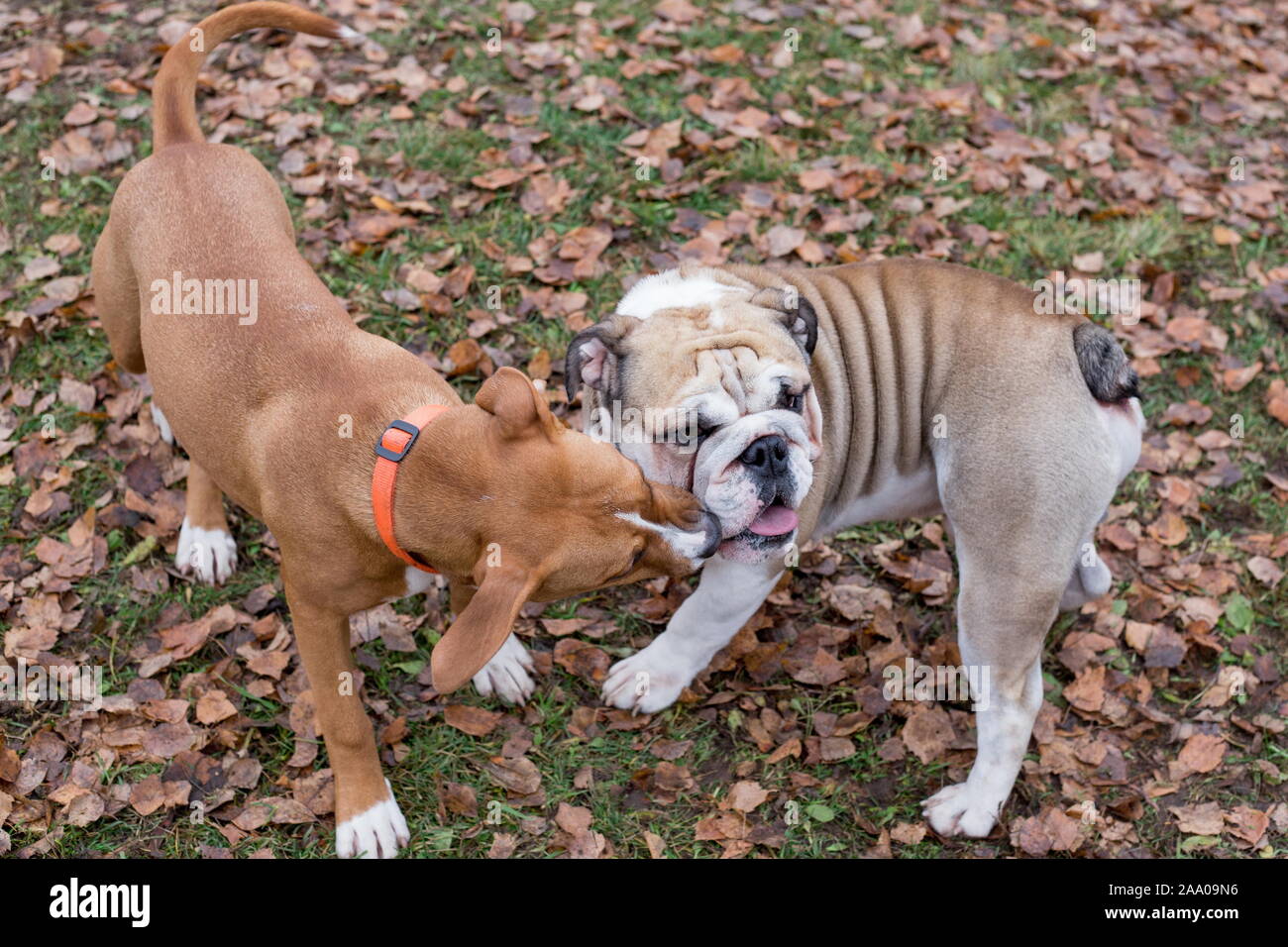 Mignon chiot American Staffordshire terrier et bulldog Anglais jouent dans le parc de l'automne. Animaux de compagnie. Chien de race pure. Banque D'Images