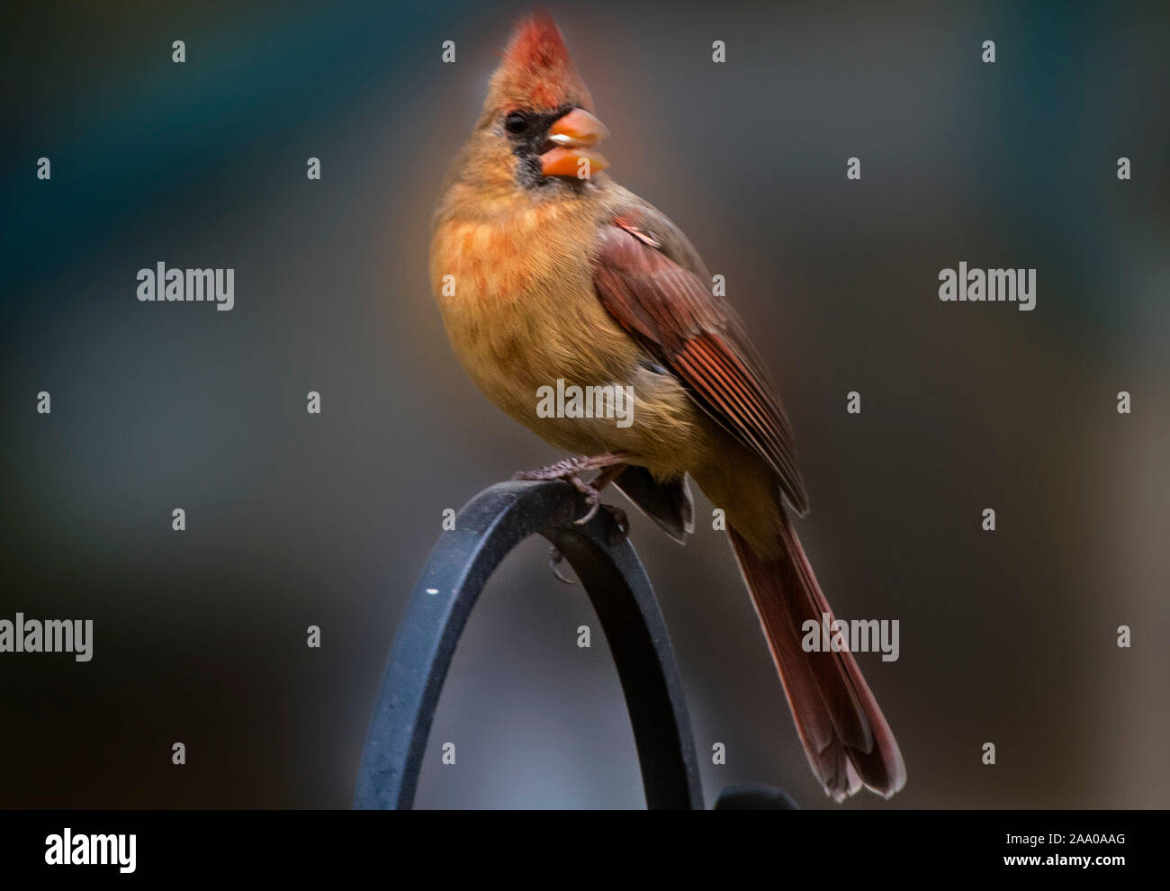 Oiseau rouge Banque D'Images