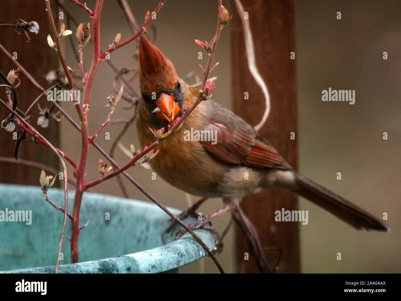 Se percher Banque D'Images