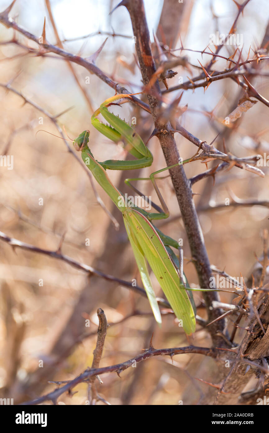 Mantis vert priant sur le buisson épineux de Corfou, Grèce Banque D'Images