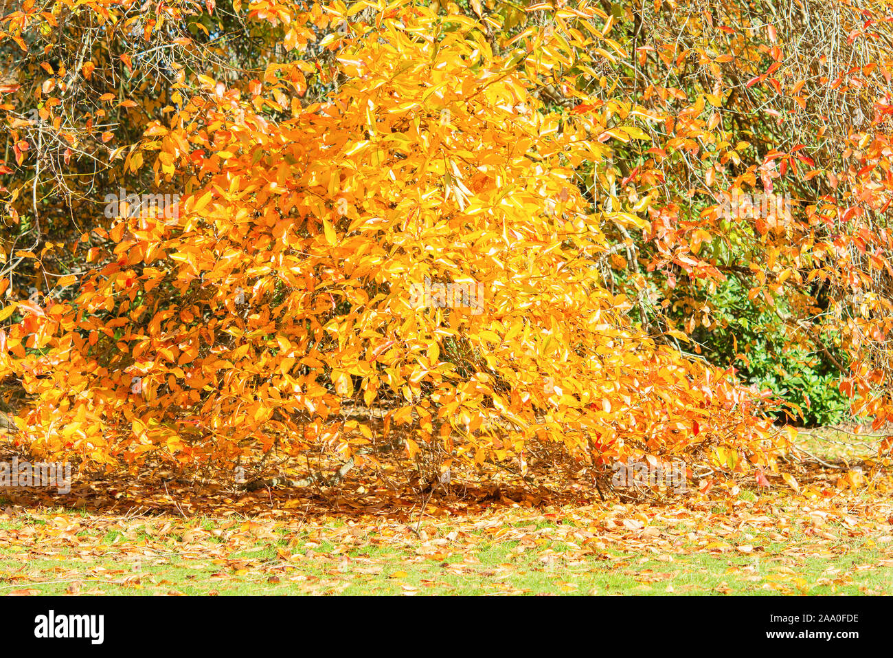 La belle province de la automne, paysage coloré en jaune, les arbres et les feuilles, selective focus Banque D'Images