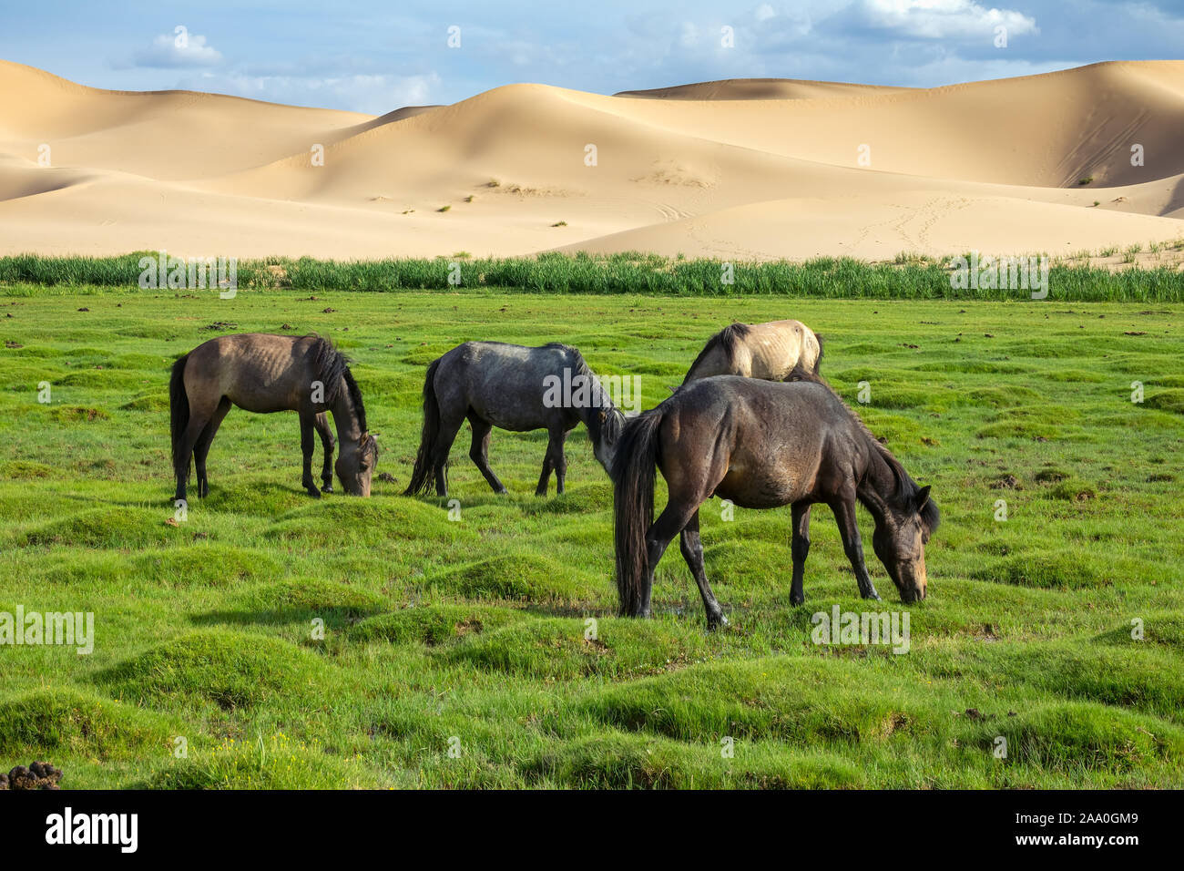 Les chevaux mangent de l'herbe dans le désert de Gobi Banque D'Images