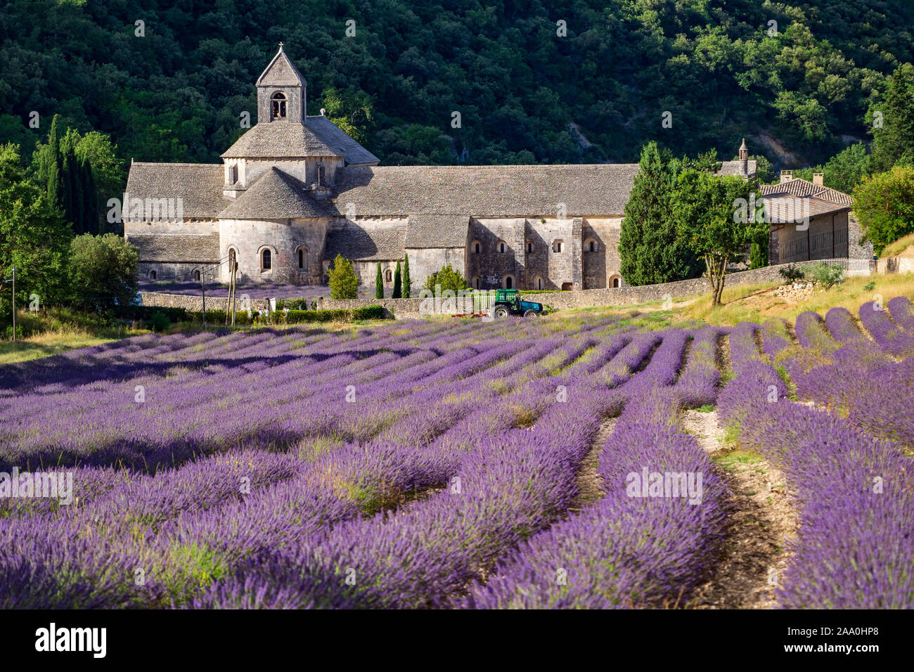 Abbaye de Sénanque avec champ de lavande en Provence, France Banque D'Images