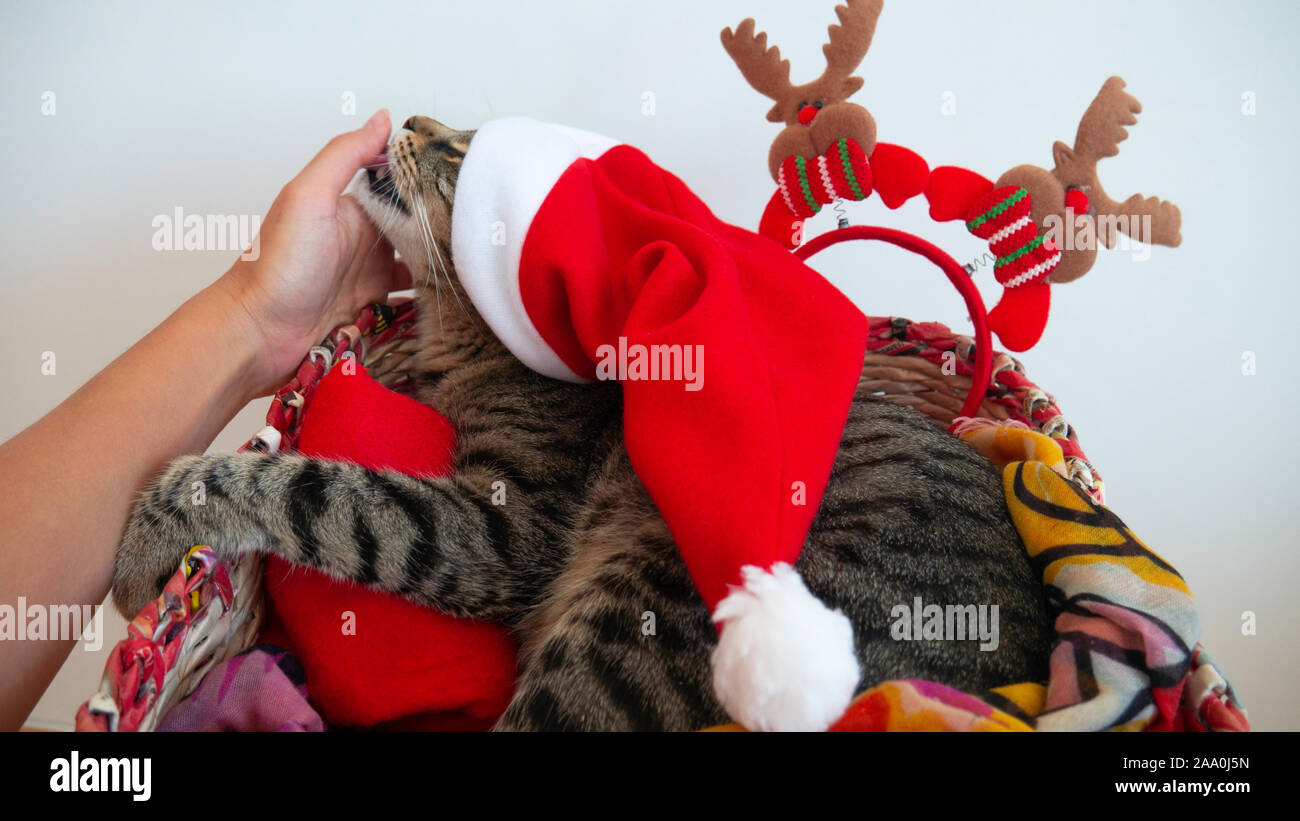 Un chat de Noël dans un panier avec red Santa Claus hat sur sa tête lèche le propriétaire. Banque D'Images