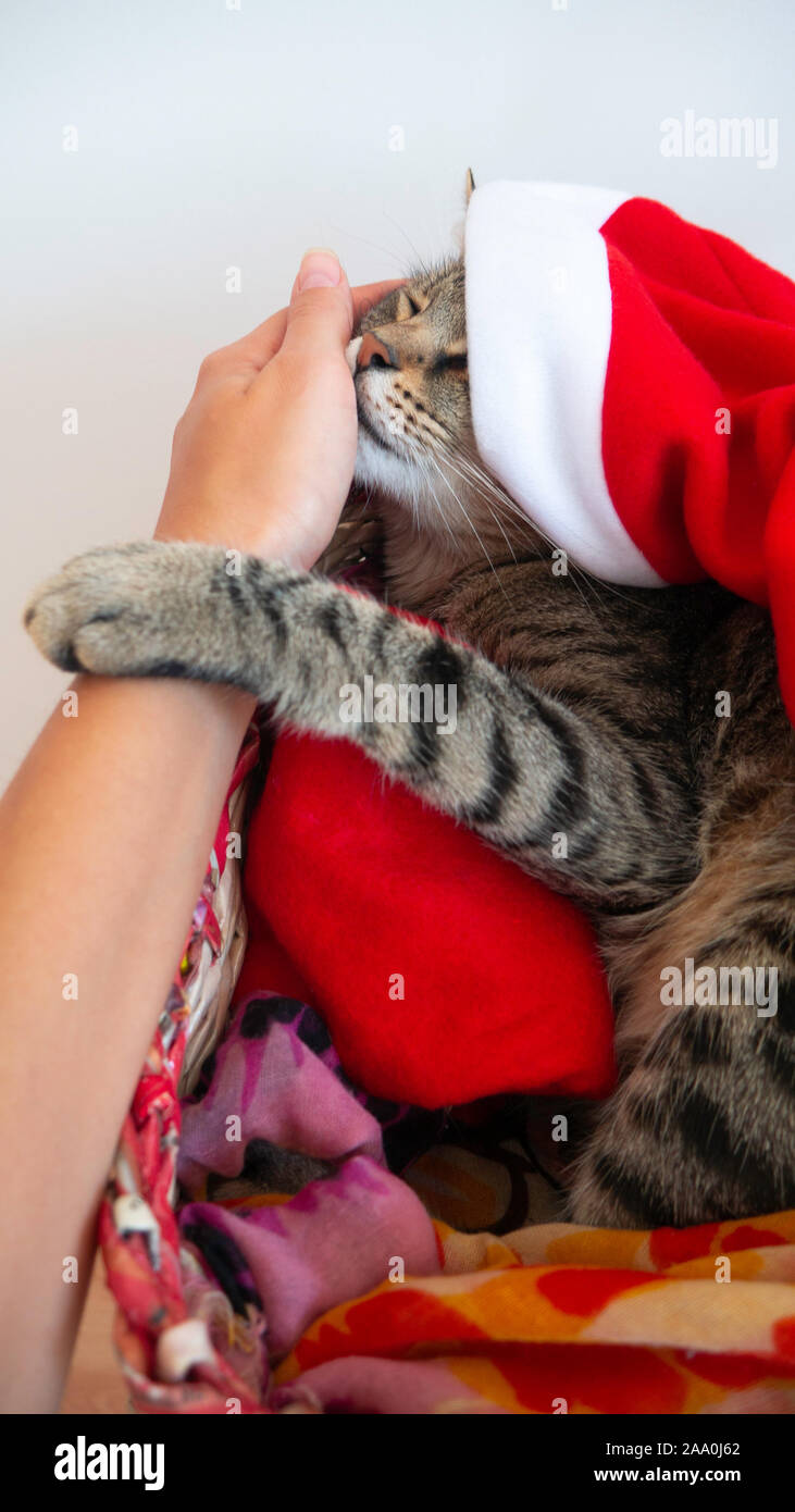 Chat à rayures comme cadeau de Noël. A woman's hand caresses au chat. Banque D'Images