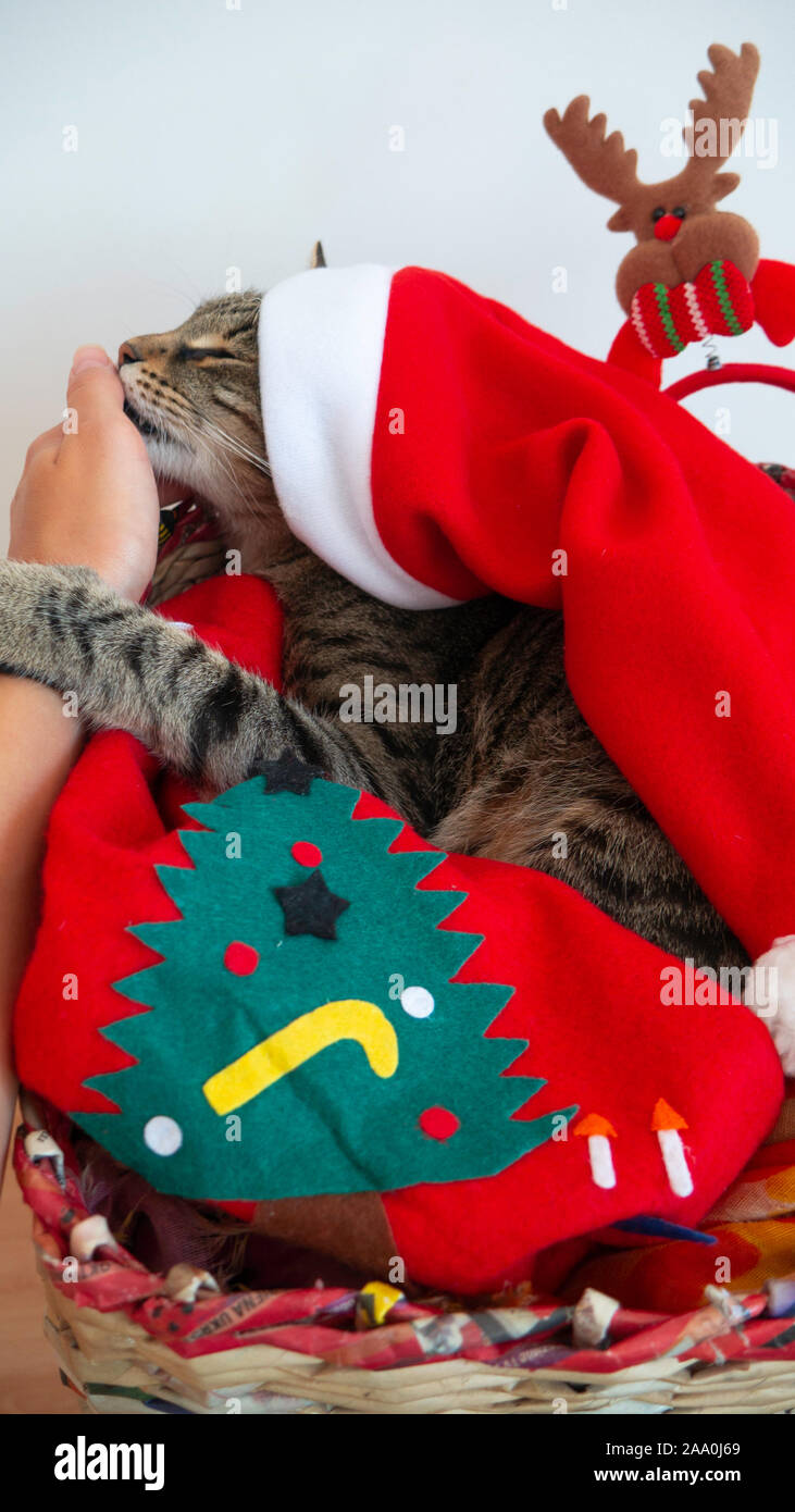 Un chat comme cadeau de Noël. Banque D'Images