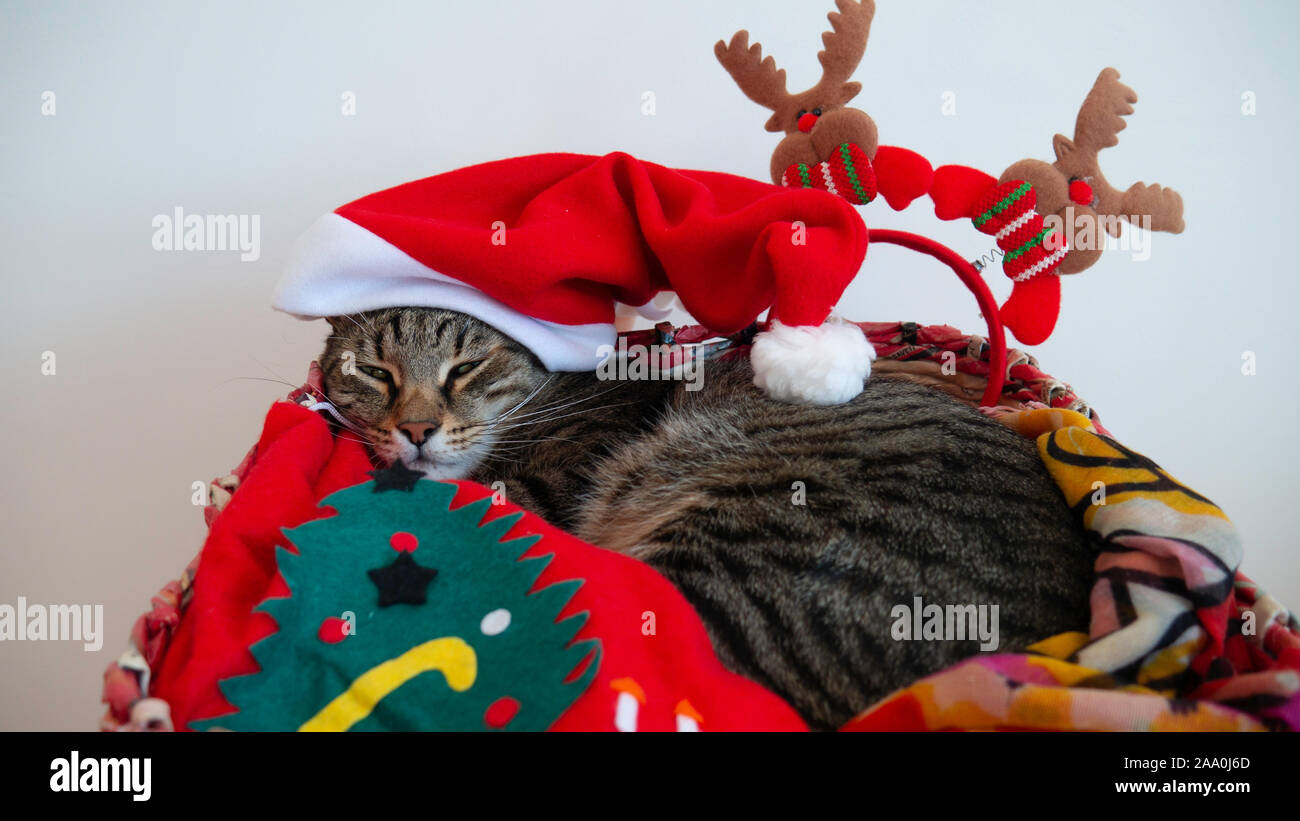 Striped cat adultes dormant dans un panier avec rouge Santa Claus hat sur son siège pendant les vacances de Noël et fêtes de fin d'année. Banque D'Images