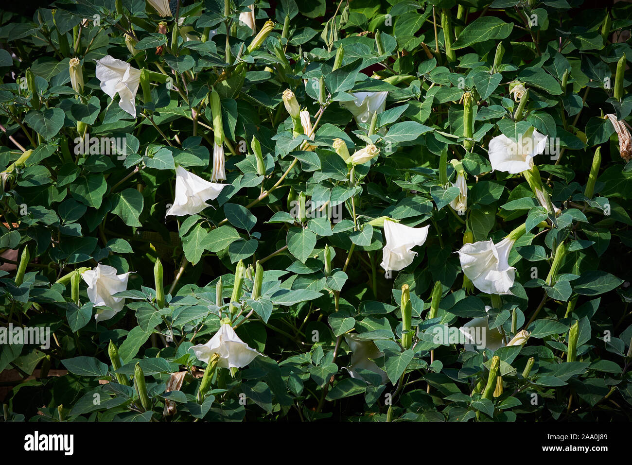 Fleurs Datura Arborea ( Famille des Solanacées ) Banque D'Images