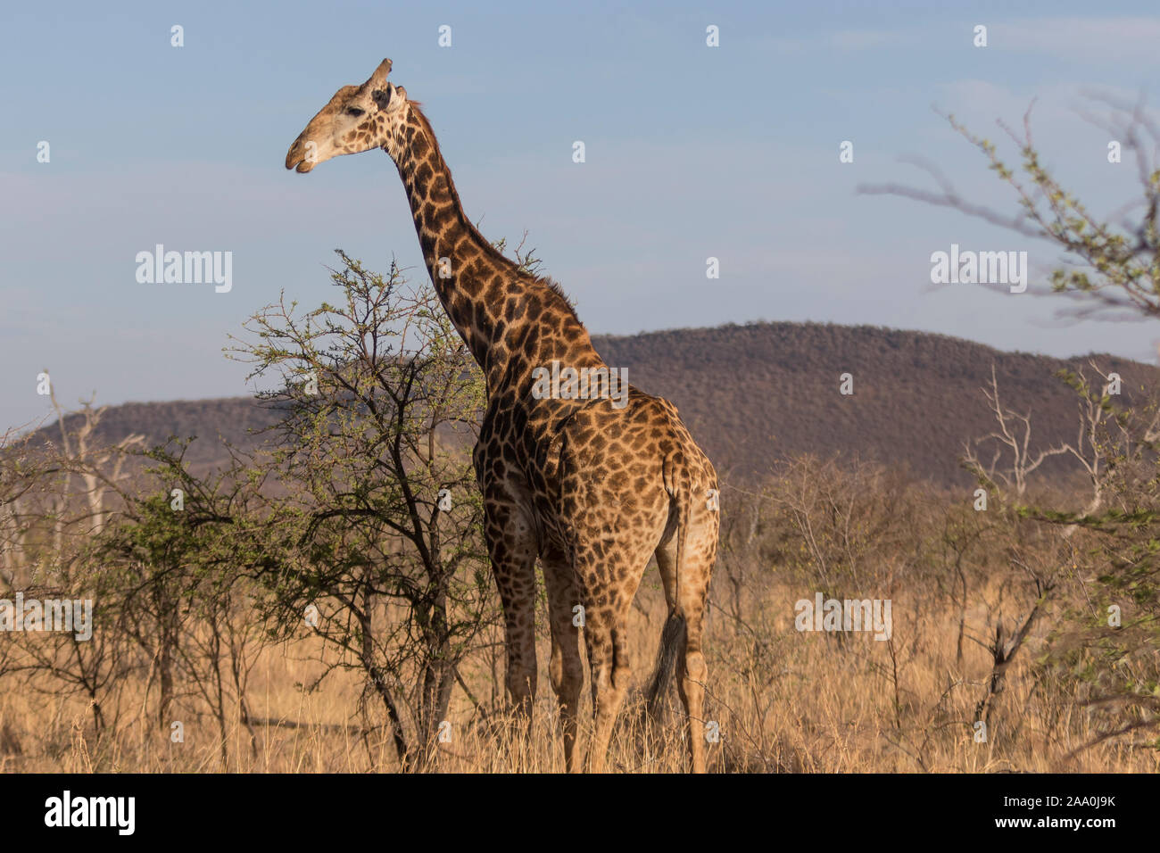 Girafe sur Safari Banque D'Images