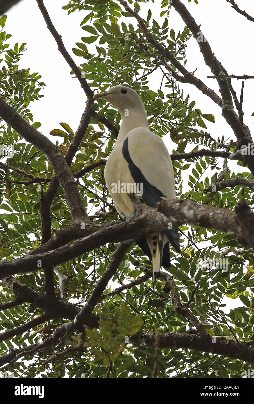 Imperial Torresian-pigeon (Ducula spilorrhoa) Direction générale des adultes perché sur Port Moresby, Papouasie Nouvelle Guinée Juillet Banque D'Images