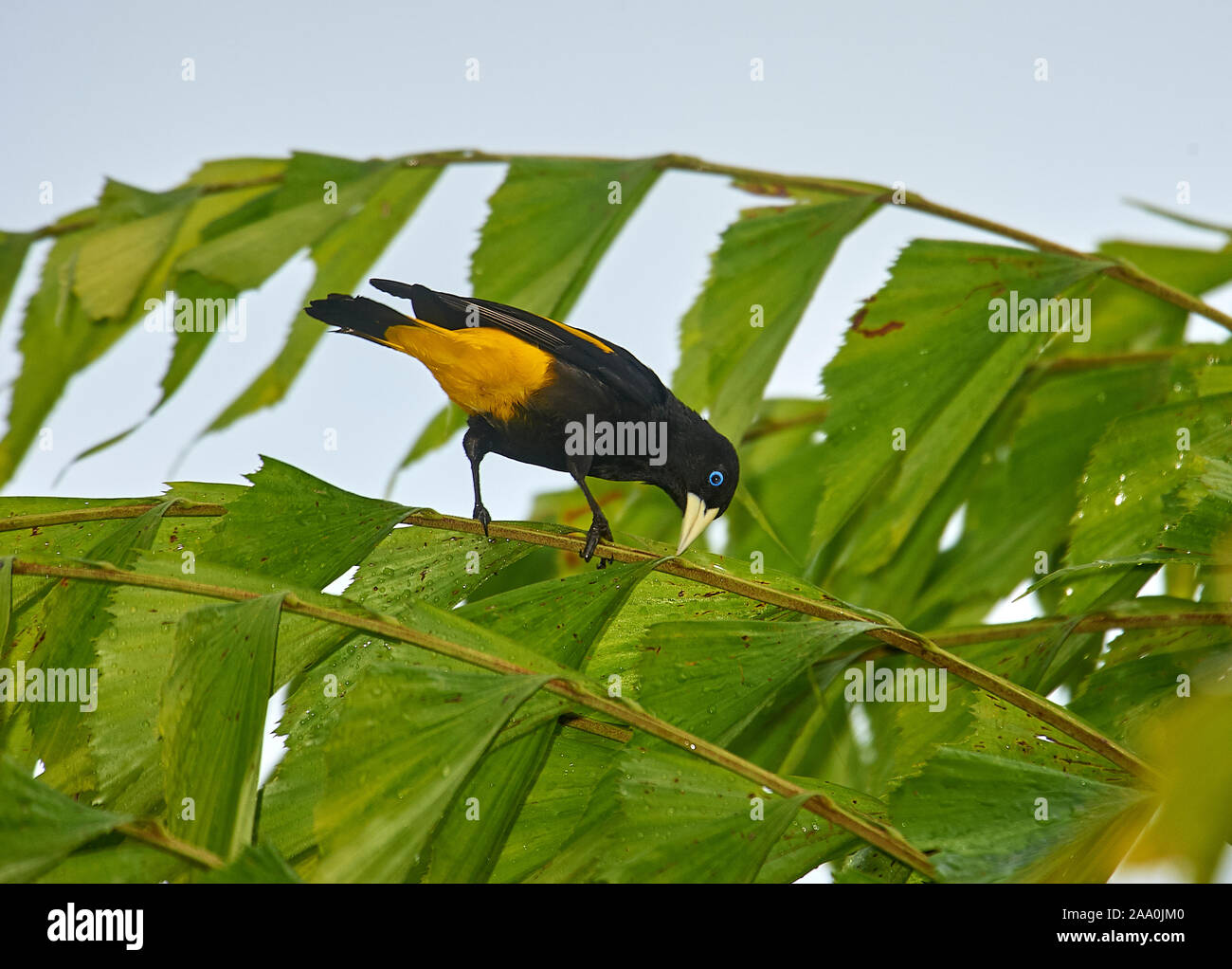 Cassique Cul-jaune (Cacicus cela), Jardim da Amazonia Lodge, Mato Grosso, Brésil Banque D'Images