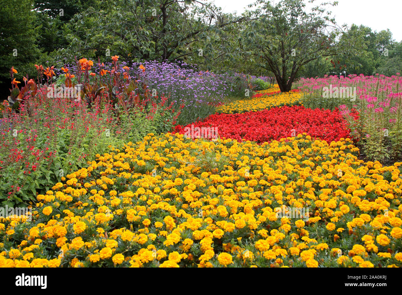 Sommerblumen im Stadtpark, Mannheim Banque D'Images