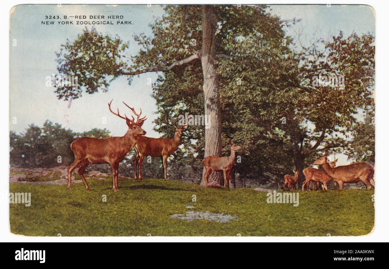 Carte postale illustrée d'un troupeau de cerfs rouges troupeau dans une zone boisée au New York City Zoological Park, maintenant connu sous le nom de zoo du Bronx, New York City, publié par New York Zoological Society, 1908. À partir de la Bibliothèque publique de New York. () Banque D'Images