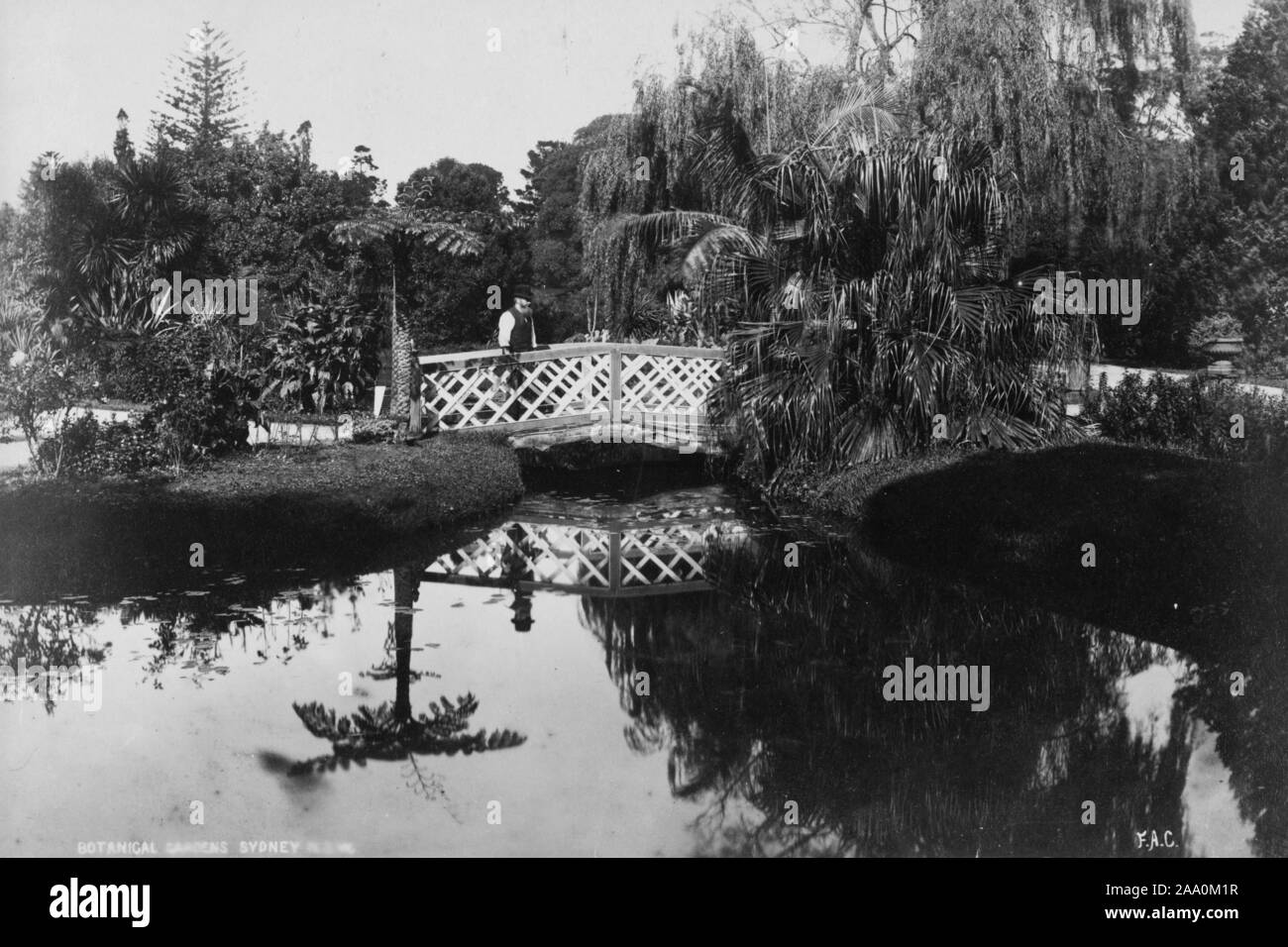 Paysage noir et blanc photo d'un homme debout sur le pont au-dessus d'un lac entouré d'une végétation luxuriante dans le Royal Botanic Garden de Sydney, Nouvelle Galles du Sud, Australie, par le photographe Frank Coxhead, 1885. À partir de la Bibliothèque publique de New York. () Banque D'Images