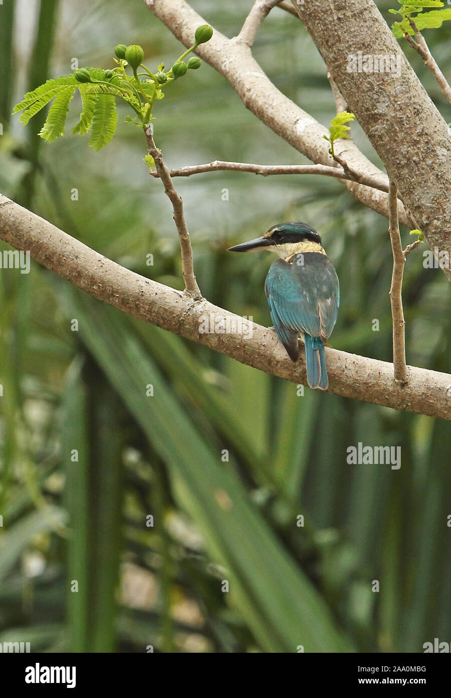 Sacred Kingfisher (Todiramphus sanctus sanctus) adulte perché sur branche dans la pluie Port Moresby, Papouasie Nouvelle Guinée Juillet Banque D'Images