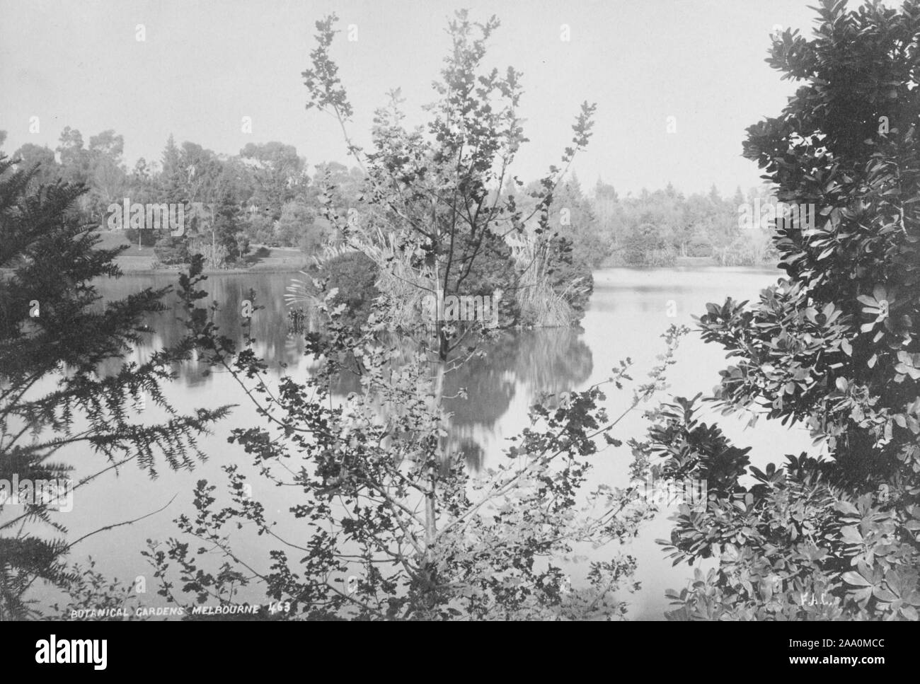 Paysage noir et blanc photographie d'un lac entouré de pelouses et d'arbres en Royal Botanic Gardens Victoria à Melbourne, en Australie, par le photographe Frank Coxhead, 1885. À partir de la Bibliothèque publique de New York. () Banque D'Images