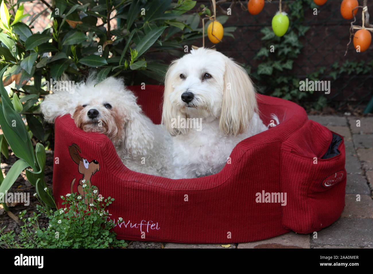 Bichon Frise Coton de Tuléar sitzen und im Hundekorb Banque D'Images