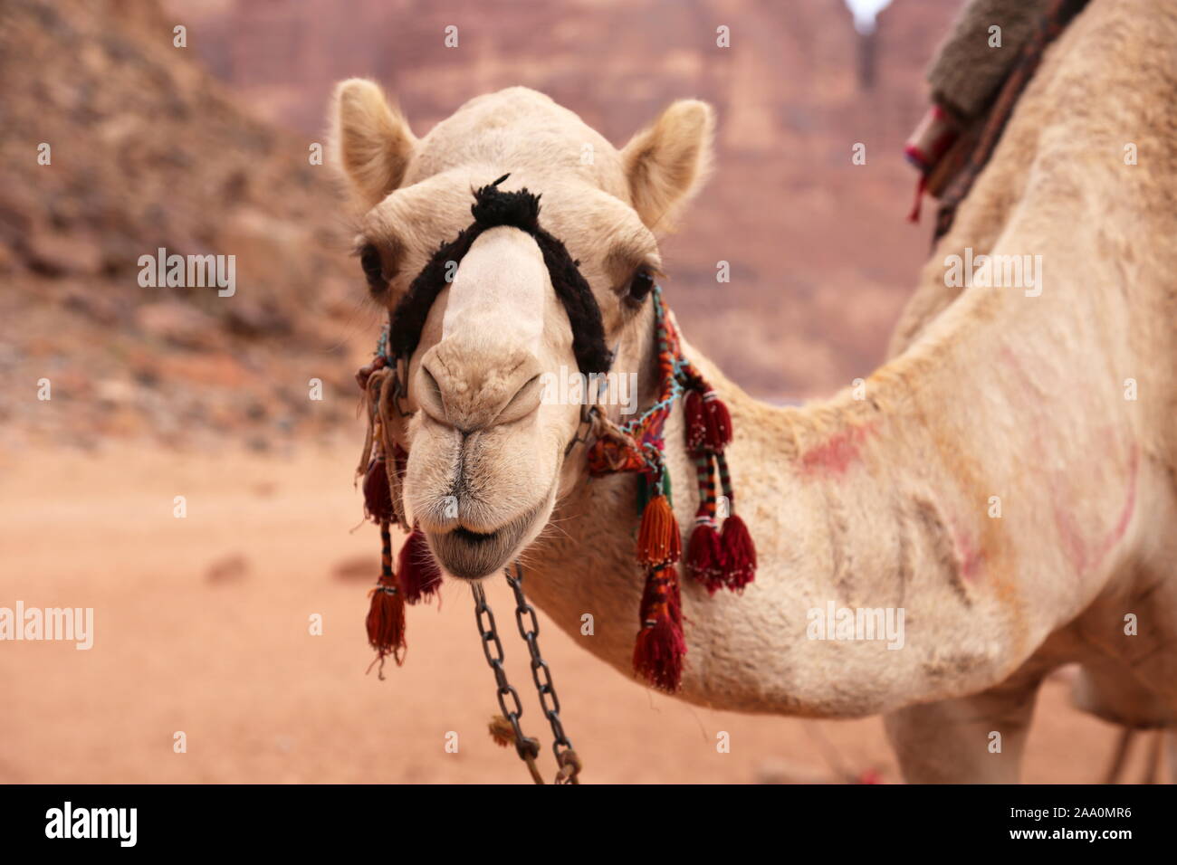 Dromadaire Chameau, Ain Abu Aineh (Parfois Mal Présenté Comme Printemps Du Laurent), Wadi Rum Zone Protégée, Gouvernorat D'Aqaba, Jordanie, Moyen-Orient Banque D'Images