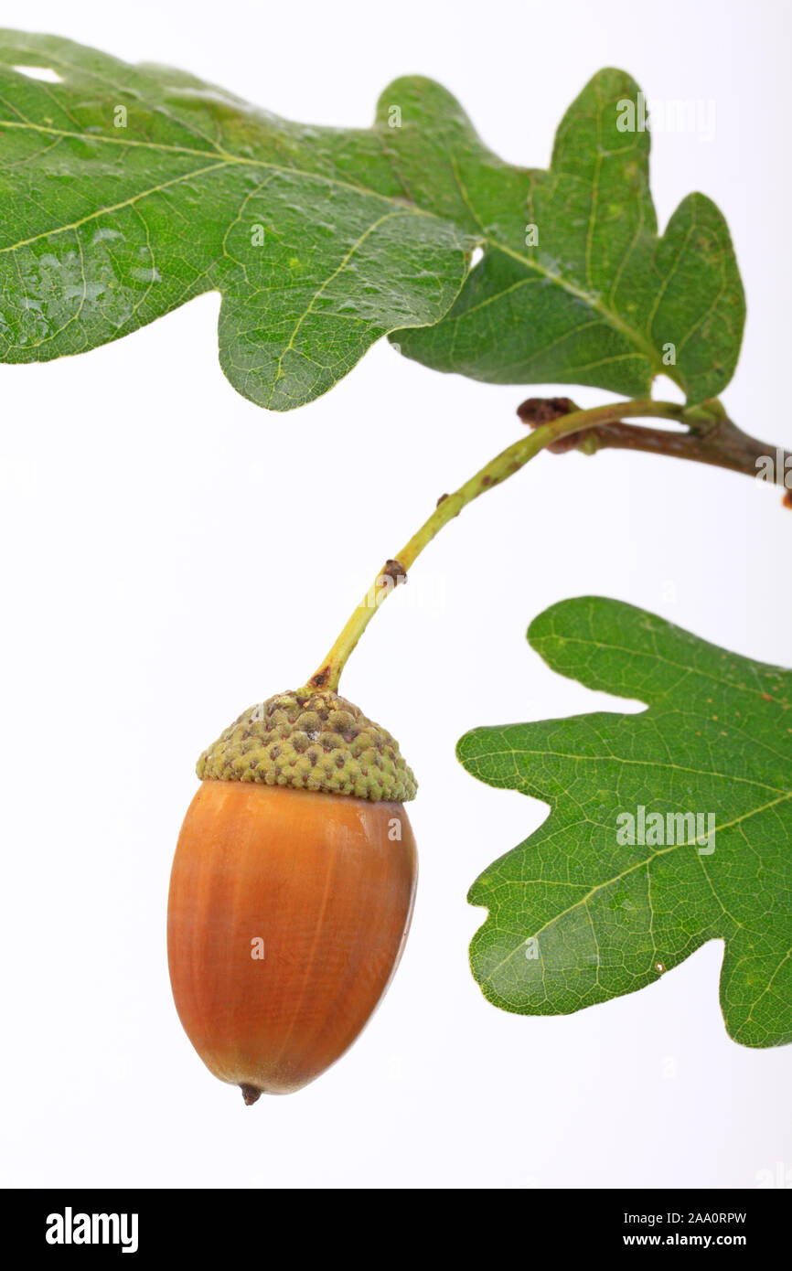 Eichel mit der Stieleiche Eichenblatt (Quercus robur), Freisteller. Banque D'Images