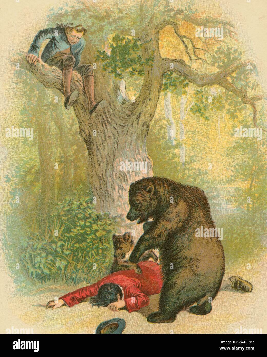 Illustration couleur d'une scène du livre 'Aesop's Fables' par l'éditeur J. B, 1900. Rundell, doté d''un ours et sa cub comité permanent sur l'homme allongé sur le sol se faisant passer pour morte, avec son compagnon assis dans un arbre à la sur dans la peur, illustré par Ernest Griset, publié par l'édition Lothrop. À partir de la Bibliothèque publique de New York. () Banque D'Images