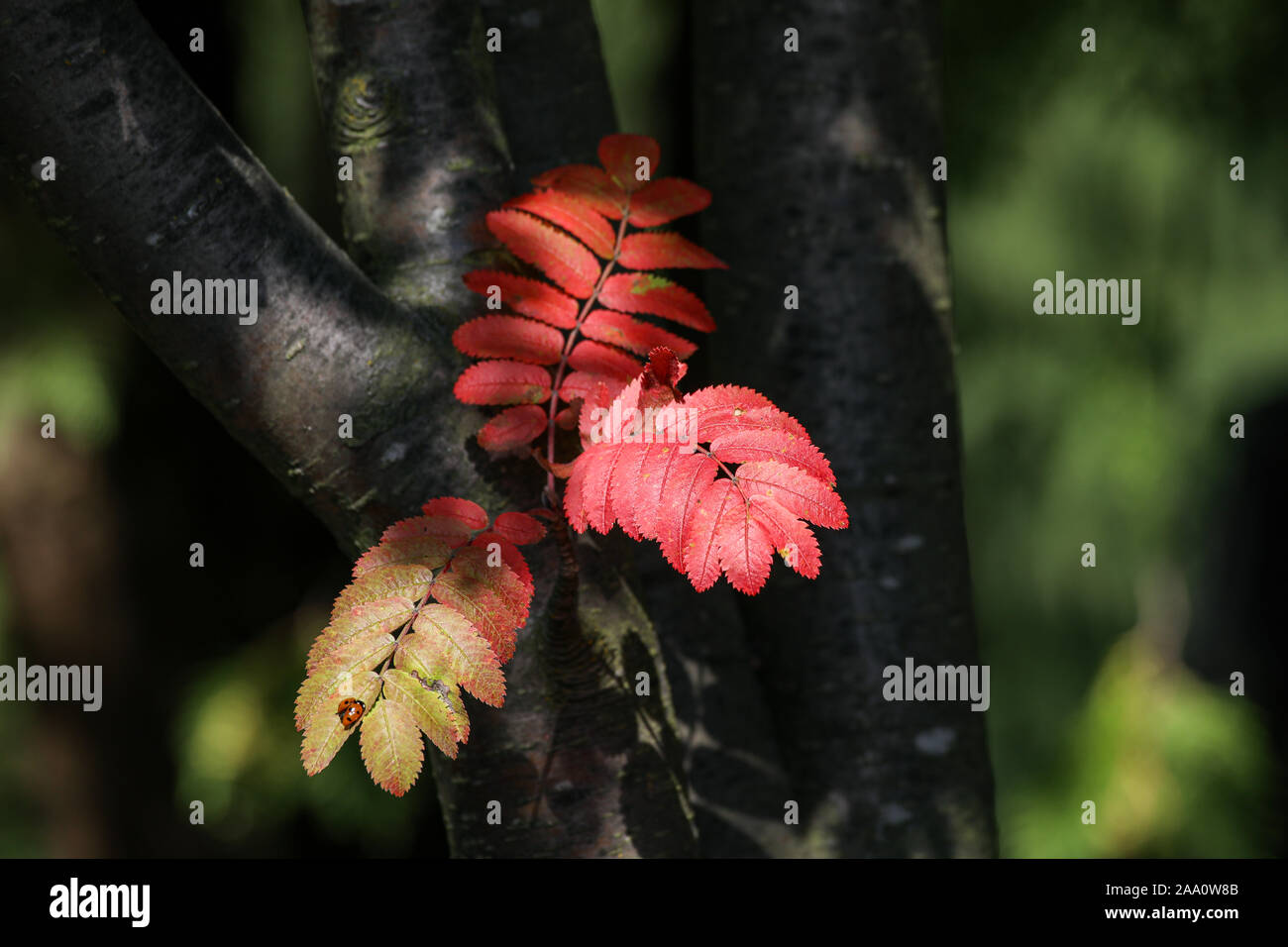 Rowan aka Mountain-ash (Sorbus aucuparia) feuilles en couleurs d'automne Banque D'Images