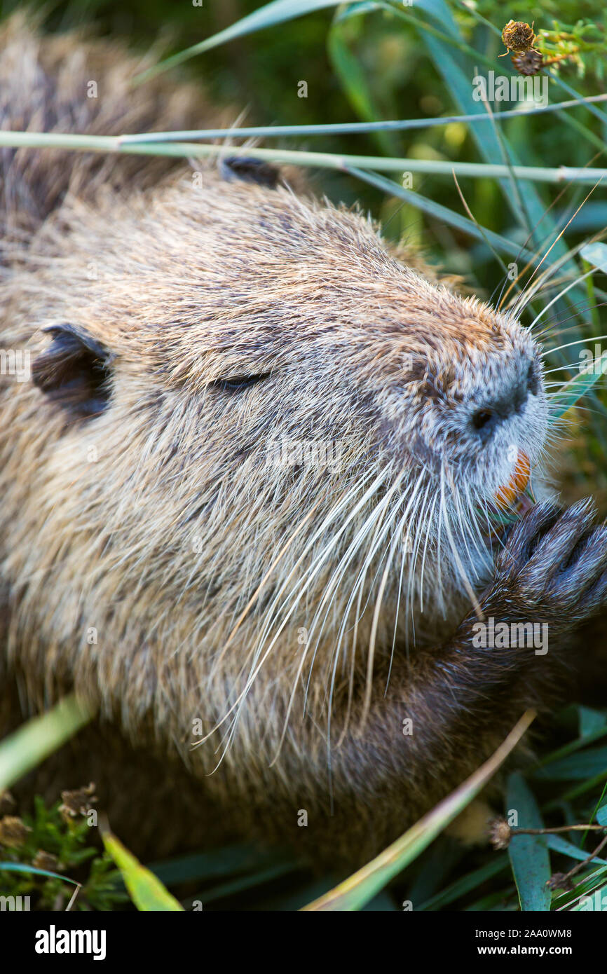 Loutre mignon tête portrait de manger les herbes Banque D'Images